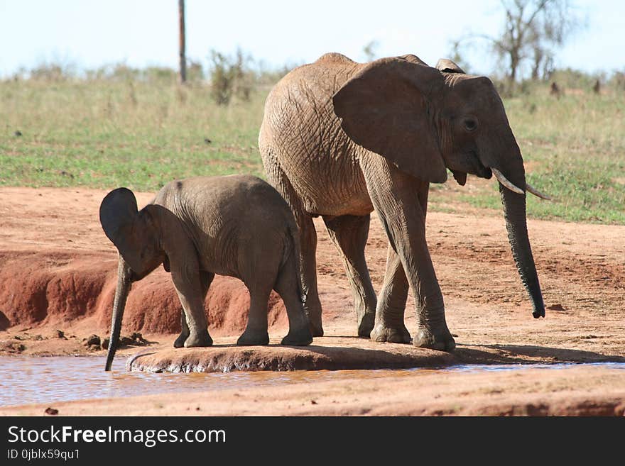 Elephant, Elephants And Mammoths, Terrestrial Animal, Wildlife