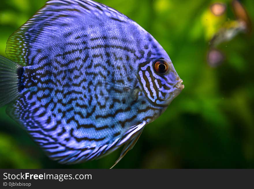 Fish, Freshwater Aquarium, Close Up, Organism