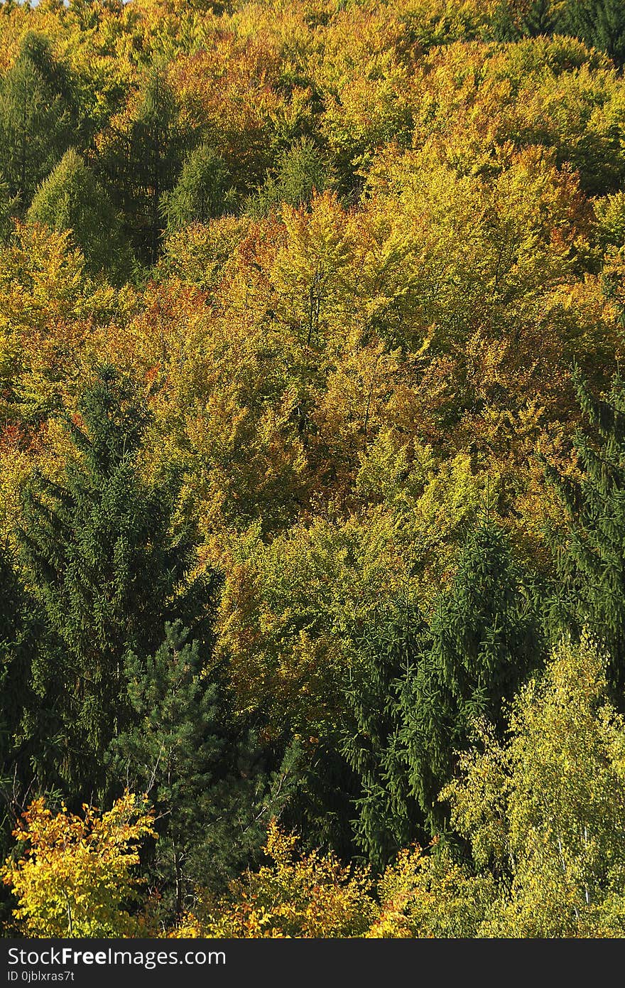 Vegetation, Temperate Broadleaf And Mixed Forest, Ecosystem, Leaf