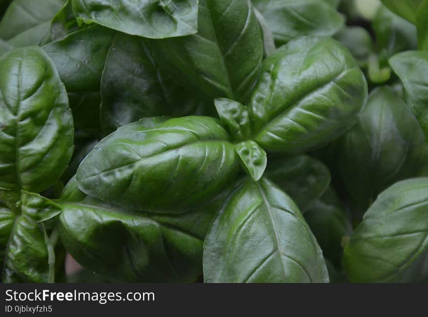 Basil, Vegetable, Leaf, Plant