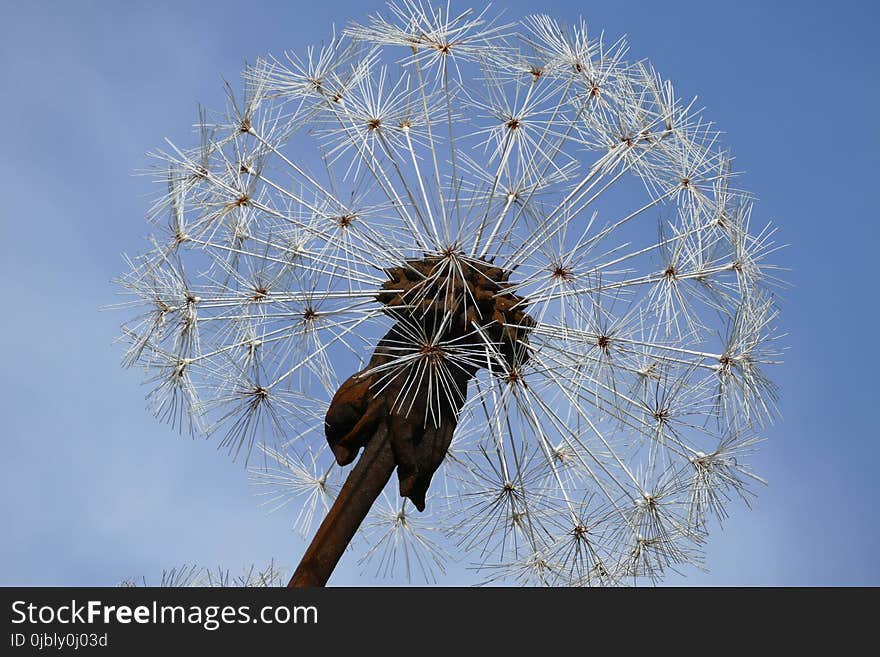 Sky, Dandelion, Flower, Plant