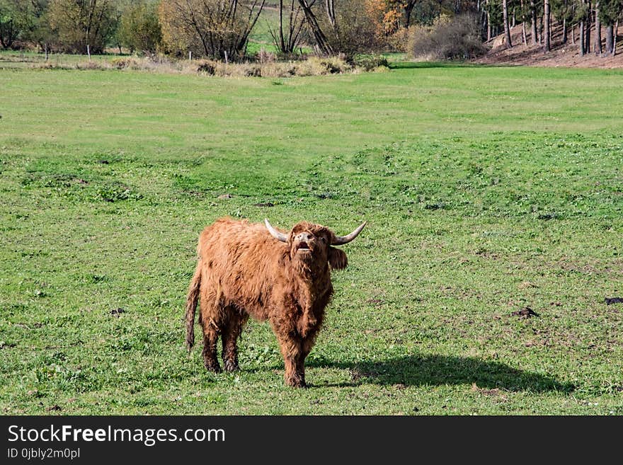 Cattle Like Mammal, Grassland, Pasture, Highland