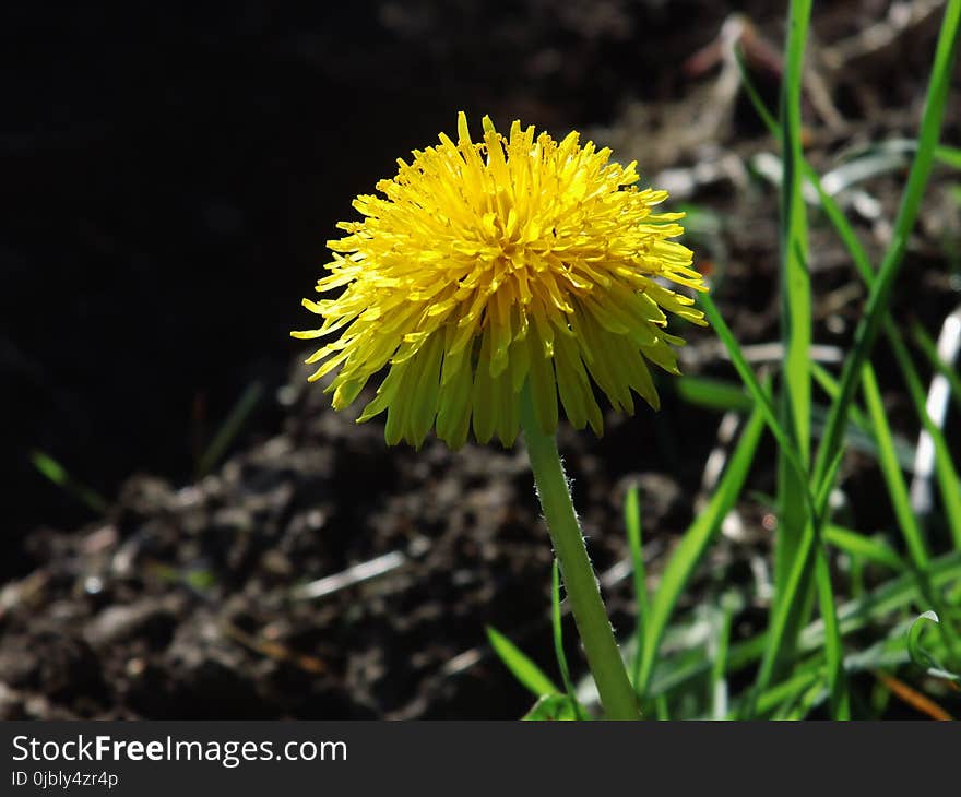 Flower, Yellow, Flora, Dandelion