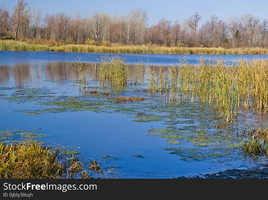 Water, Wetland, Reflection, Nature Reserve