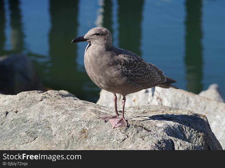 Bird, Seabird, Gull, Fauna