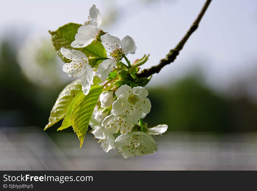 Blossom, Branch, Flower, Cherry Blossom