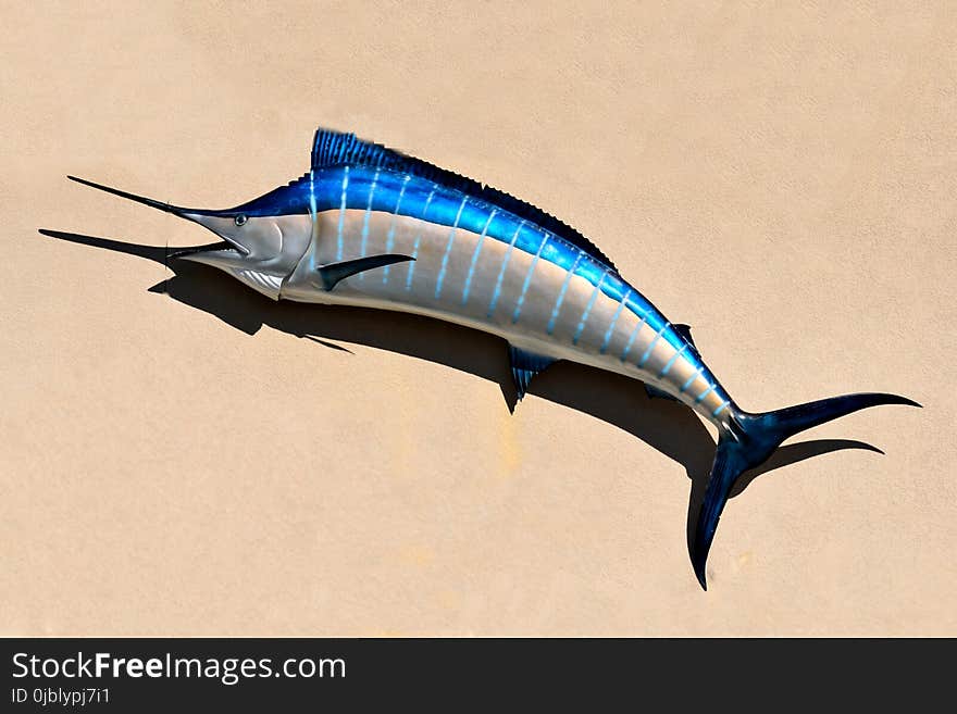 Billfish, Swordfish, Fauna, Fish