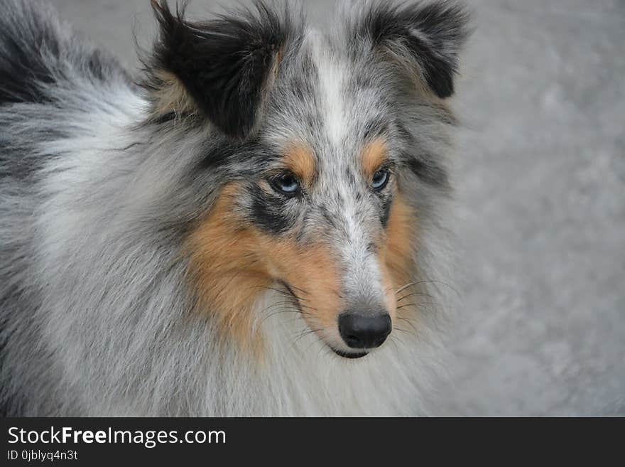 Dog, Rough Collie, Scotch Collie, Dog Breed