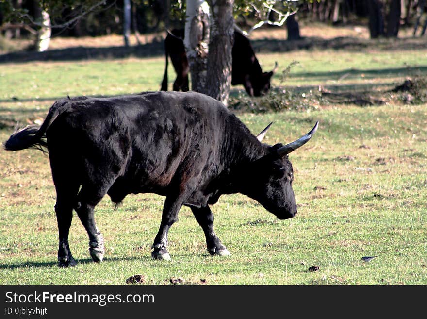 Cattle Like Mammal, Bull, Horn, Pasture