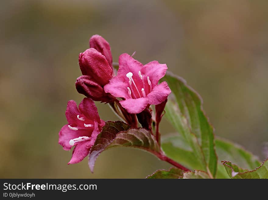 Flower, Flora, Pink, Plant