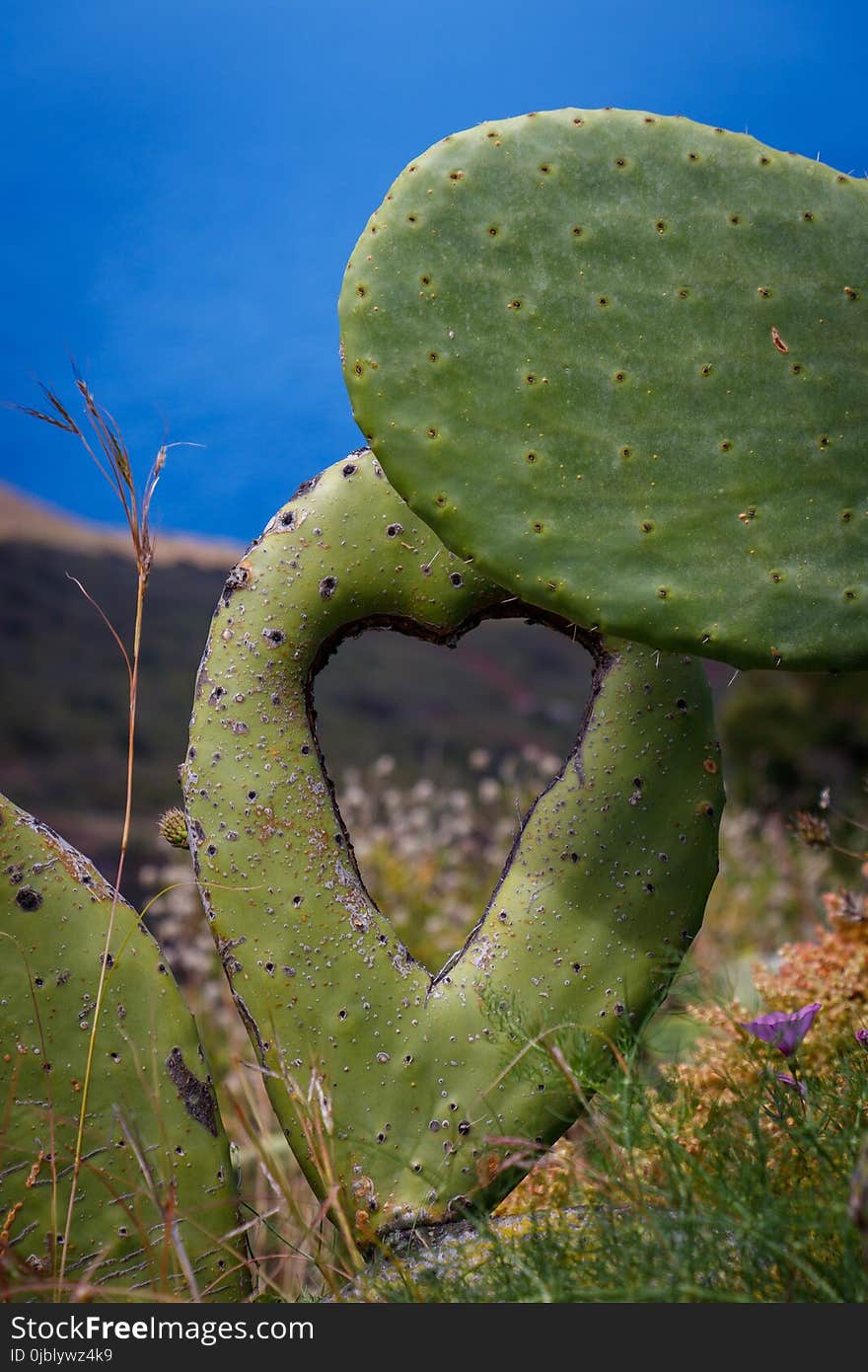 Vegetation, Ecosystem, Cactus, Barbary Fig