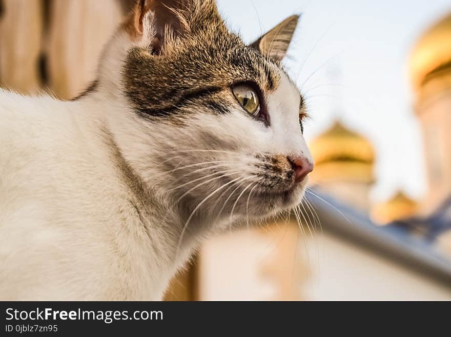 Cat, Whiskers, Small To Medium Sized Cats, Fauna