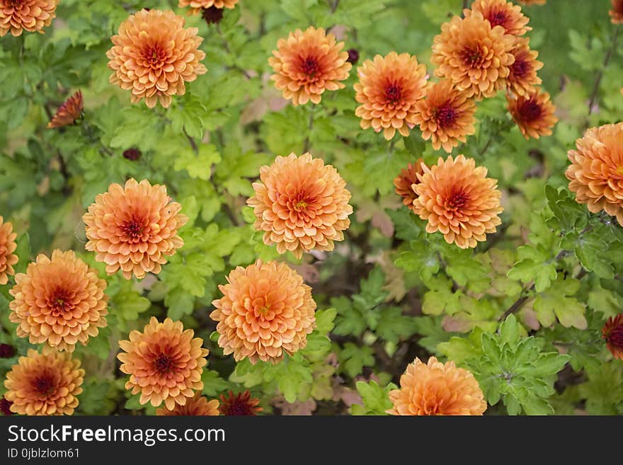 Flower, Plant, Chrysanths, Annual Plant