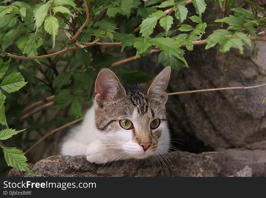 Cat, Fauna, Small To Medium Sized Cats, Whiskers