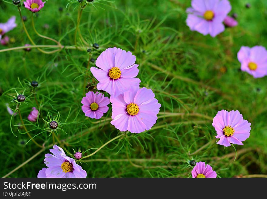 Flower, Garden Cosmos, Flora, Plant