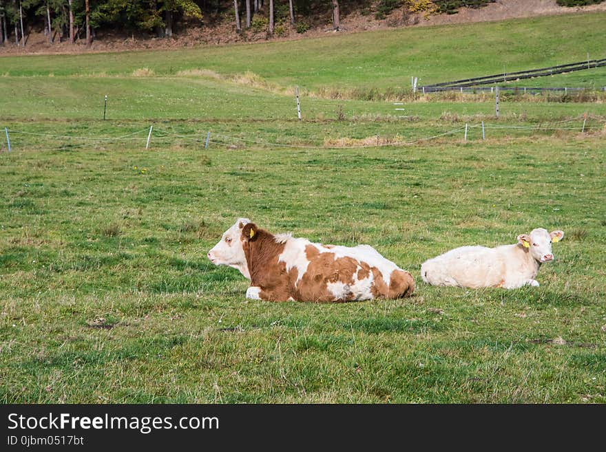 Grassland, Cattle Like Mammal, Pasture, Grazing