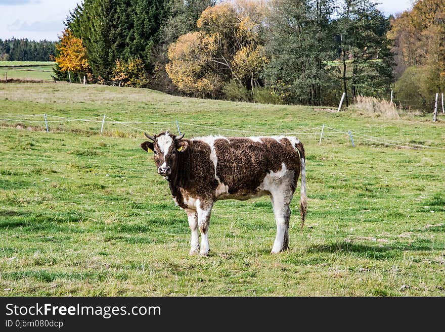 Cattle Like Mammal, Pasture, Grazing, Dairy Cow