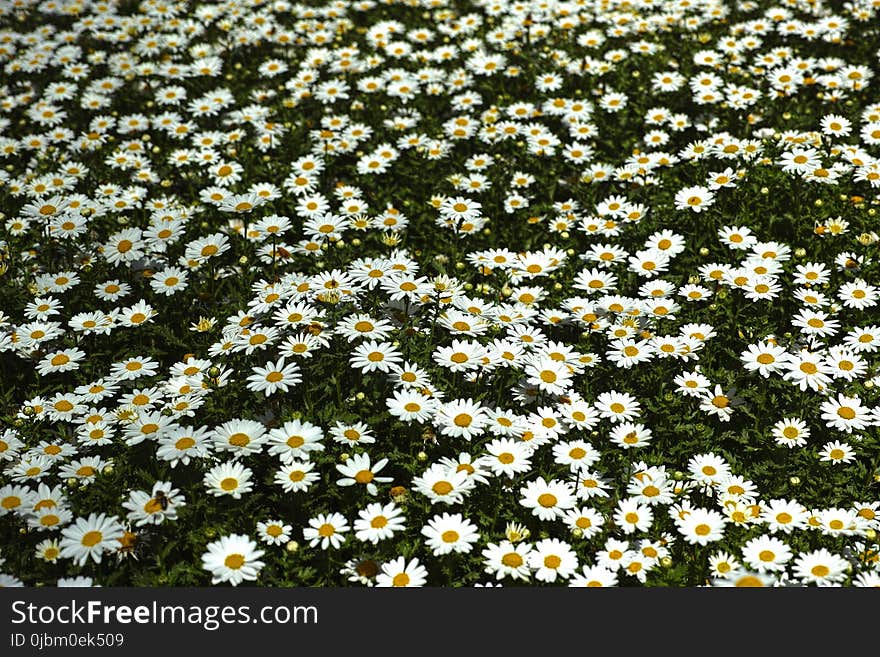 Flower, Plant, Chamaemelum Nobile, Oxeye Daisy