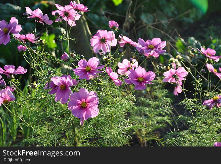 Flower, Plant, Flowering Plant, Garden Cosmos