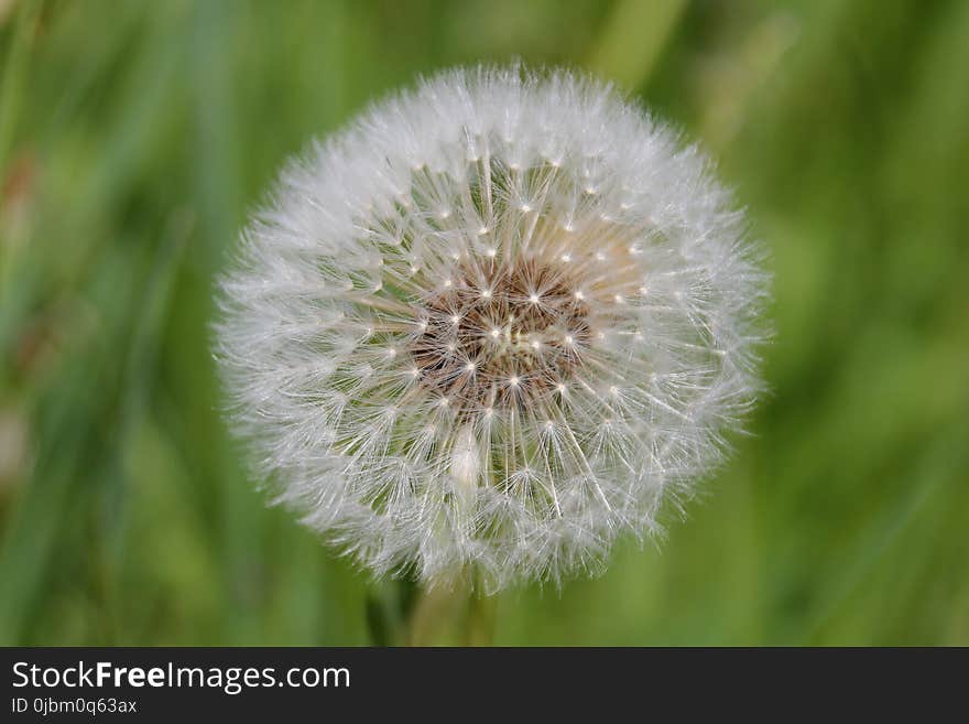 Flower, Dandelion, Flora, Plant