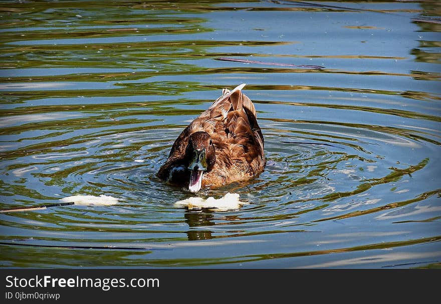 Water, Bird, Duck, Reflection