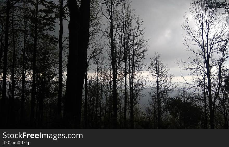 Nature, Tree, Sky, Forest