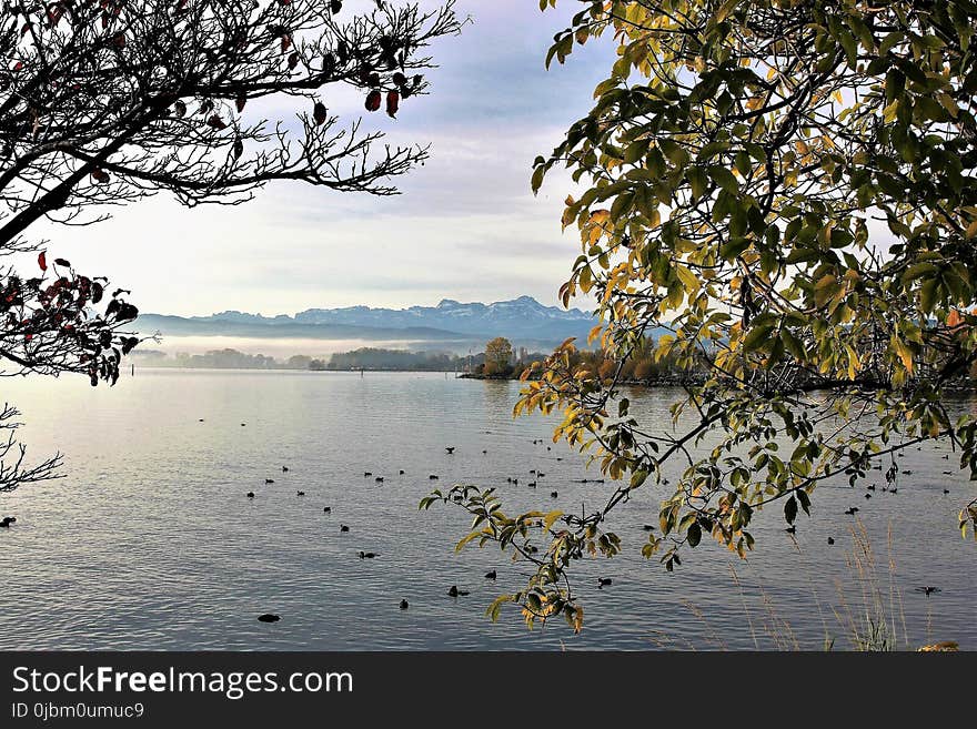 Water, Nature, Leaf, Reflection