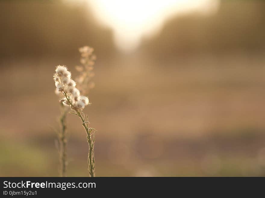 Close Up, Morning, Macro Photography, Sunlight