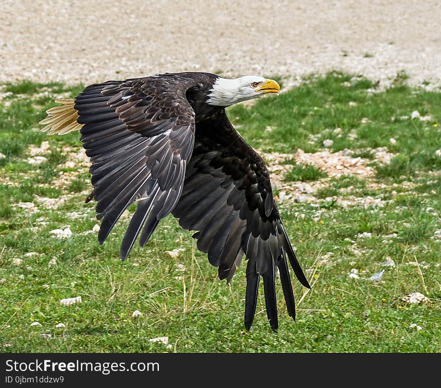 Bird, Eagle, Beak, Fauna