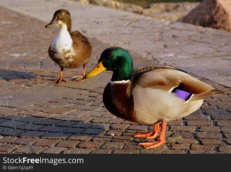 Duck, Bird, Mallard, Ducks Geese And Swans