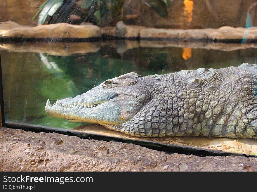 Crocodilia, Crocodile, Reptile, American Alligator