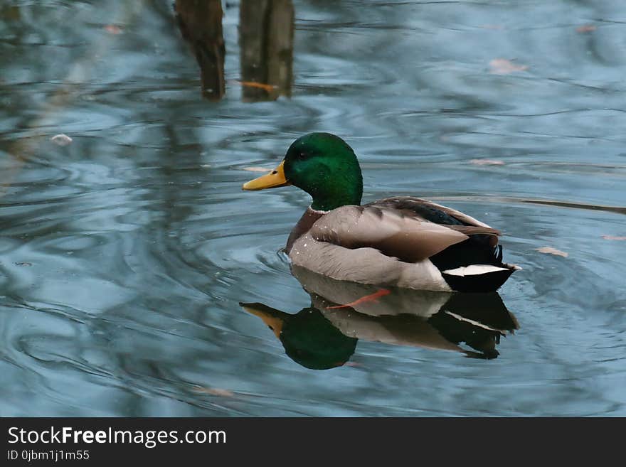 Bird, Duck, Mallard, Water