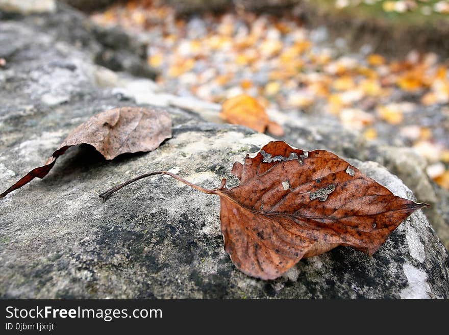 Leaf, Plant, Autumn, Deciduous