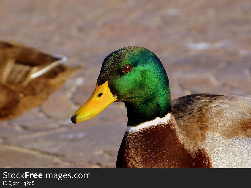 Bird, Duck, Mallard, Beak