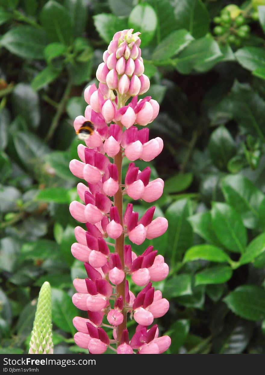 Plant, Flower, Pink, Lupin