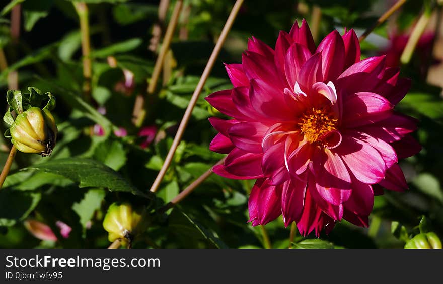 Flower, Flowering Plant, Plant, Dahlia