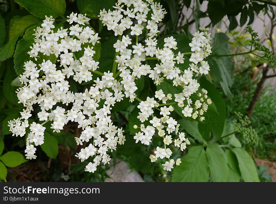 Plant, Flower, Flowering Plant, Nannyberry