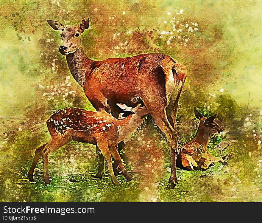 Wildlife, Deer, Fauna, Mammal