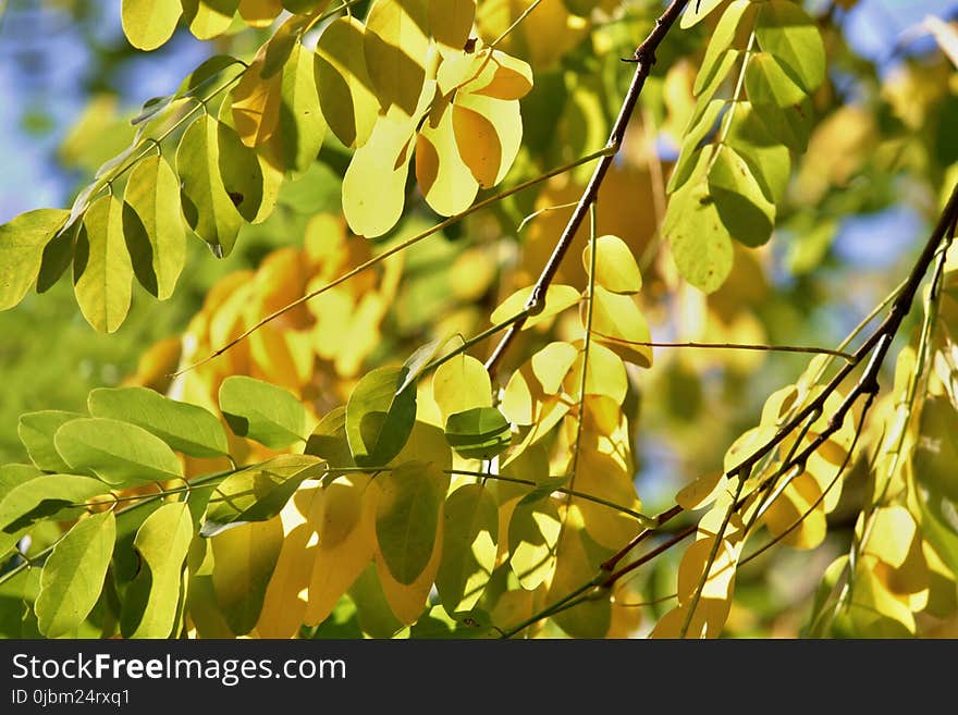 Leaf, Tree, Branch, Plant