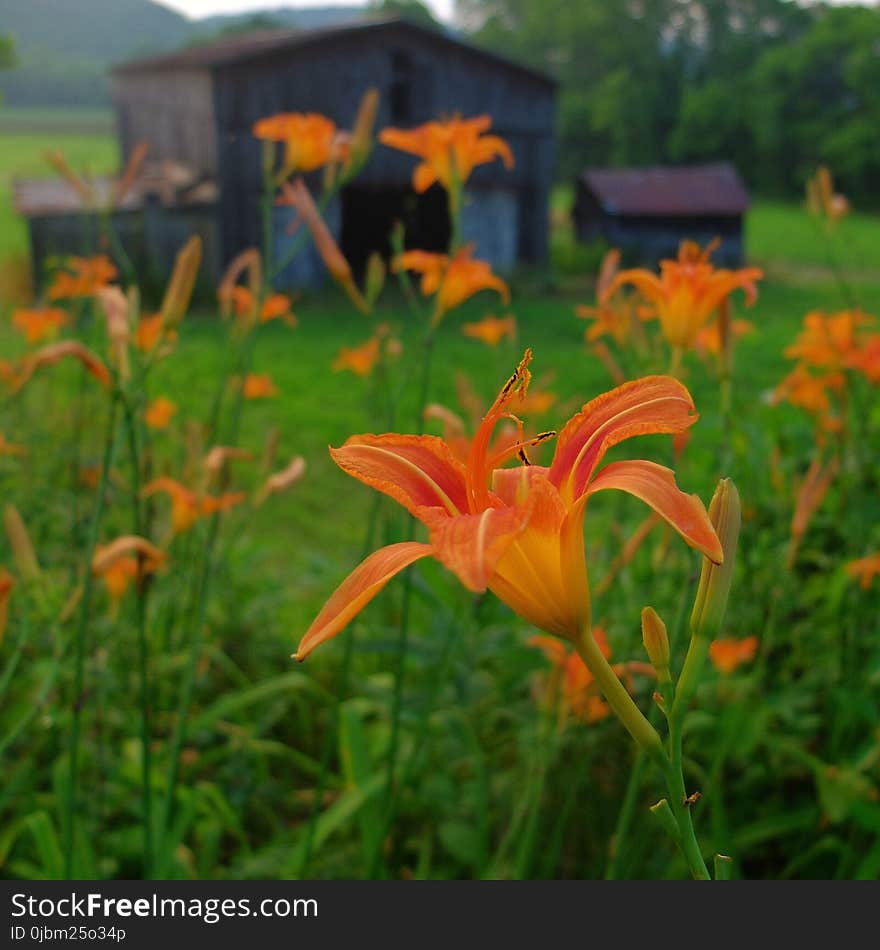 Flower, Flora, Daylily, Plant