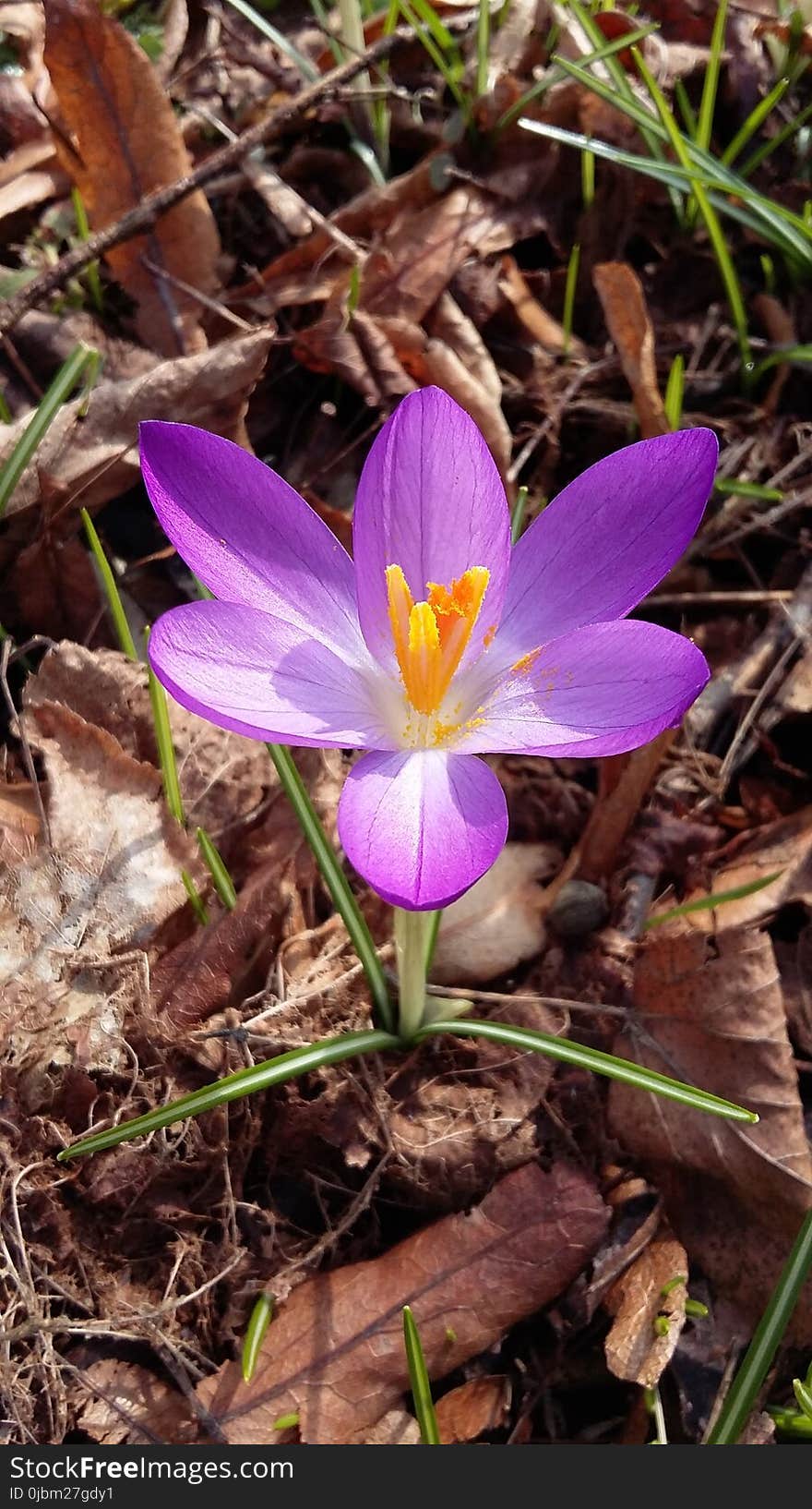 Flower, Plant, Flora, Flowering Plant