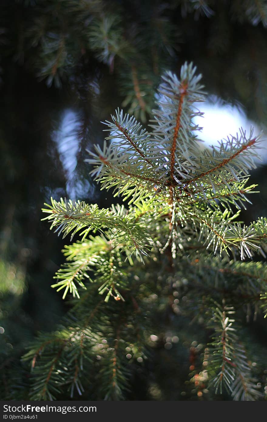 Spruce, Tree, Pine Family, Conifer