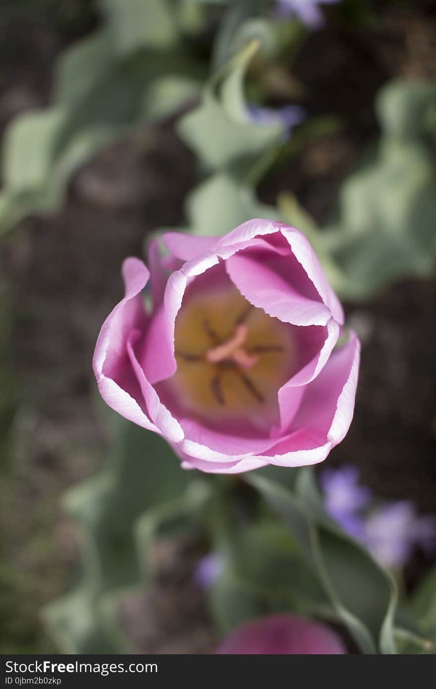 Flower, Plant, Pink, Flora