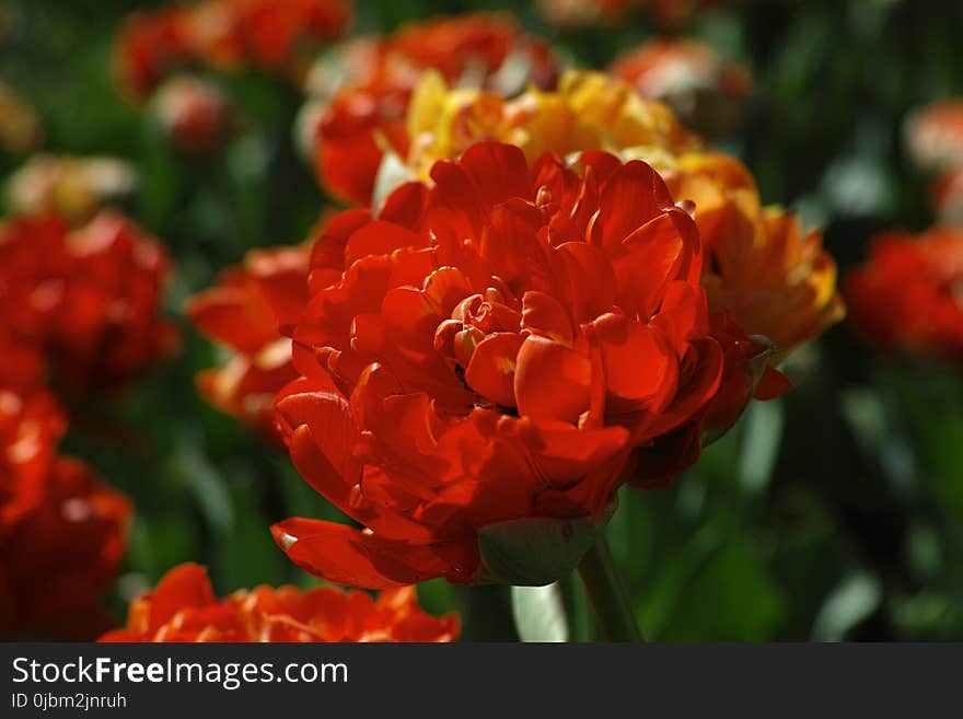 Flower, Orange, Petal, Close Up