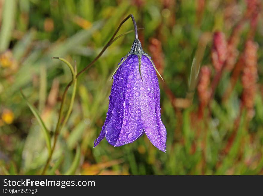 Flower, Flora, Plant, Bellflower Family