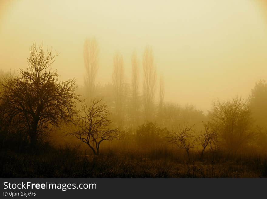 Fog, Mist, Sky, Morning