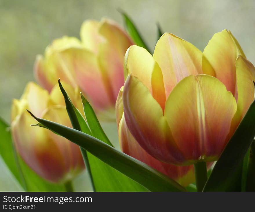 Flower, Plant, Flowering Plant, Tulip