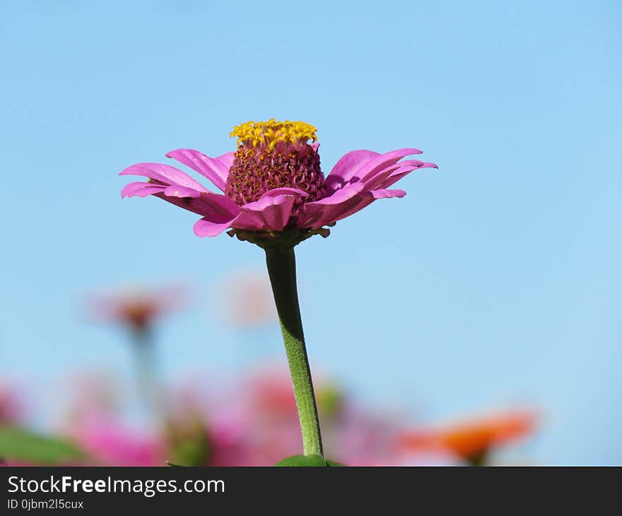 Flower, Pink, Flora, Petal