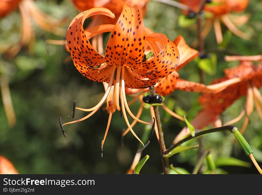 Flower, Lily, Plant, Flora