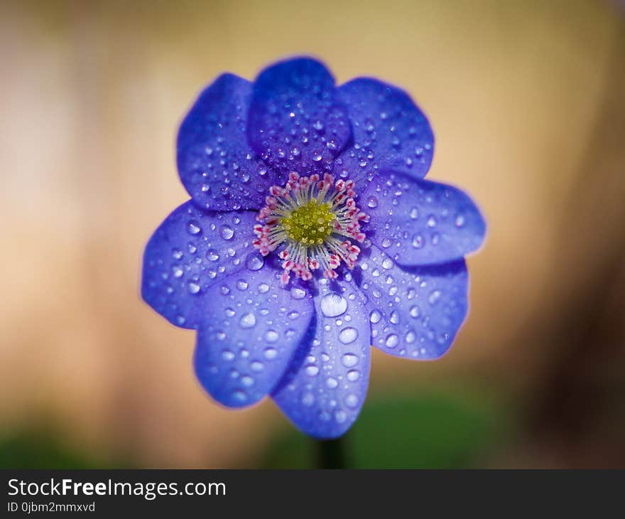 Flower, Blue, Flora, Close Up